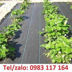 BÁN BẠT PHỦ CHỐNG CỎ ĐEN TRẮNG 1.5M *100M