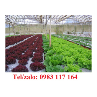 BÁN BẠT PHỦ CHỐNG CỎ ĐEN TRẮNG 1M *100M