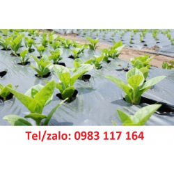 BÁN BẠT PHỦ CHỐNG CỎ ĐEN TRẮNG 1M *100M