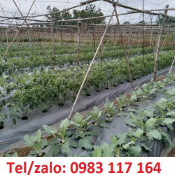BÁN BẠT PHỦ CHỐNG CỎ ĐEN TRẮNG 3.2M *100M