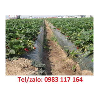 BÁN BẠT PHỦ CHỐNG CỎ ĐEN TRẮNG 3.2M *100M 