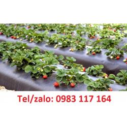 BÁN BẠT PHỦ CHỐNG CỎ ĐEN TRẮNG 4.0 *100M