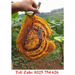 BÁN CÁC LOẠI MẬT ONG RỪNG GIÁ RẺ  