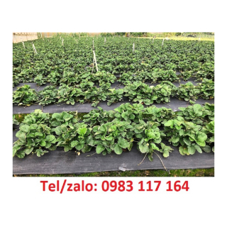 Bán Màng Phủ Nông Nghiệp Phủ Xanh Mái Dốc, Che Cỏ Mọc Giá Rẻ 