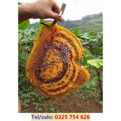 BÁN MẬT ONG RỪNG LOẠI TỐT – GIÁ BAO NHIÊU 1 LÍT    