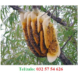 BÁN MẬT ONG RỪNG NGHỆ AN GIÁ SỈ - MẬT ONG TỰ NHIÊN