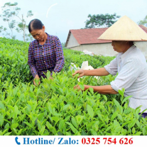 BÁN TRÀ TÂN CƯƠNG THÁI NGUYÊN, SHIP TOÀN QUỐC