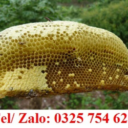 BẢNG BÁO GIÁ CÁC LOẠI MẬT ONG RỪNG     