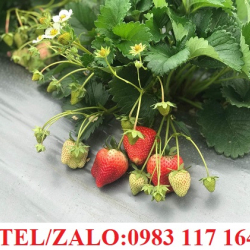 BẠT NHỰA KHÁNG TIA UV, BẠT NGĂN CỎ DẠI GIÁ TỐT