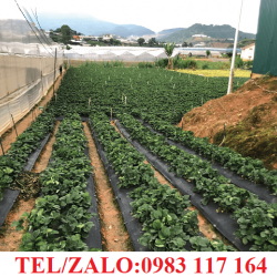 BẠT NHỰA PP CHỐNG CỎ, CHỐNG TIA UV ĐEN TRẮNG GIÁ RẺ