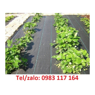  BẠT NHỰA PP CHỐNG CỎ, CHỐNG TIA UV ĐEN TRẮNG GIÁ RẺ 