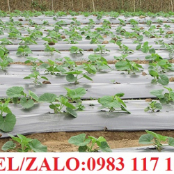BẠT PHỦ ĐẤT TRỒNG RAU GIÁ RẺ, KHỔ 1M, 1.5M, 2M, 3.2M, 4M