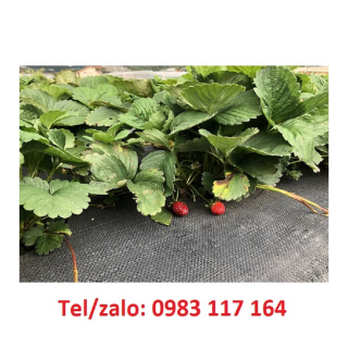 Màng Phủ Nông Nghiệp Sapaco Ngăn Chặn Cỏ Dại Hiệu Quả Giá Rẻ 