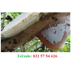 CÁCH NHẬN BIẾT MẬT ONG RỪNG TỰ NHIÊN VÀ MẬT ONG NUÔI   