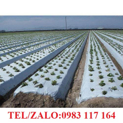 CÔNG TY CUNG CẤP SỈ BẠT CHỐNG CỎ, BẠT PHỦ ĐẤT 90GR