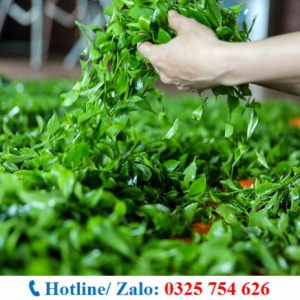 ĐẠI LÝ CHUYÊN PHÂN PHỐI TRÀ XANH THÁI NGUYÊN GIÁ TỐT