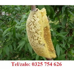 ĐỊA CHỈ BÁN MẬT ONG RỪNG TRÀM NGUYÊN CHẤT, ( MẬT THẬT 100%)