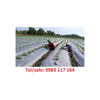 Dùng Màng Phủ Nông Nghiệp Trồng Rau 