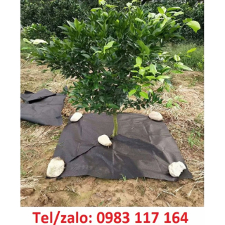 Màng Phủ Nông Nghiệp Tại Tphcm 