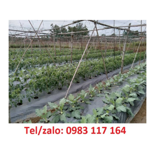 Giá 1 Cuộn Màng Phủ Nông Nghiệp 