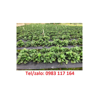 Hình Ảnh Các Loại Màng Phủ Nông Nghiệp Giá Rẻ 