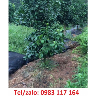 Màng Phủ Ngăn Cỏ Bảo Vệ Đất, Giữ Ẩm Giúp Rau Phát Triển Tốt