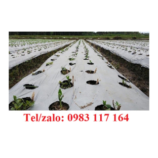 Màng Phủ Nông Nghiệp 1m6 Giá Rẻ 