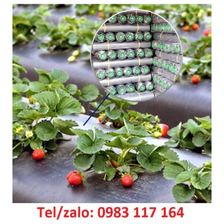 Màng Phủ Nông Nghiệp, Chất Liệu, Công Dụng, Giá Bán 