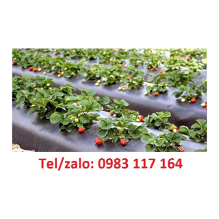 Màng Phủ Nông Nghiệp Giá Bao Nhiêu Tiền 