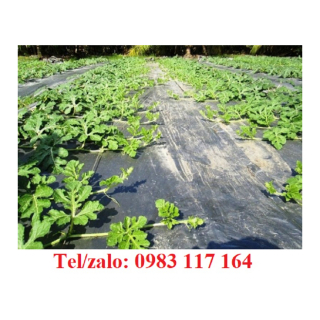 Màng Phủ Nông Nghiệp Nhẹ, Không Phân Hủy Ngăn Cỏ Mọc Giá Rẻ 