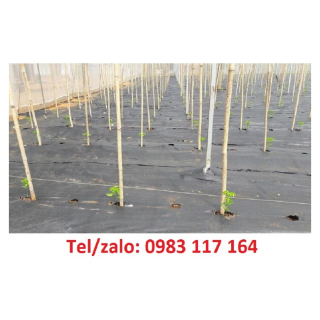 Màng Phủ Trồng Rau Giá Rẻ, Ship Cod Tận Nơi 