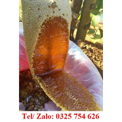 MẬT ONG RỪNG BAO NHIÊU TIỀN 1 LÍT – ĐỊA CHỈ BÁN SỈ LẺ MẬT ONG RỪNG NGUYÊN CHẤT