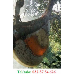 MẬT ONG RỪNG NGUYÊN CHẤT, GIÁ TỐT NHẤT TP.HCM      