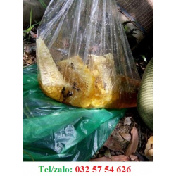 MẬT ONG RỪNG TỰ NHIÊN, CHÍNH HÃNG, MẬT NHÀ TỰ LẤY