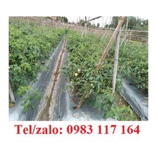 Trải Màng Phủ Nông Nghiệp Đúng Cách 